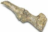 Fossil Mosasaur (Platecarpus) Phalange Bones - South Dakota #322103-1